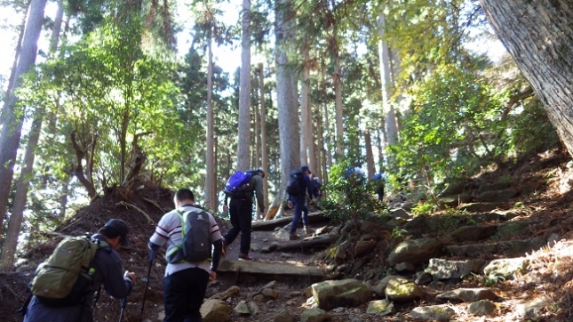 ④144大山登山道6丁目千本杉