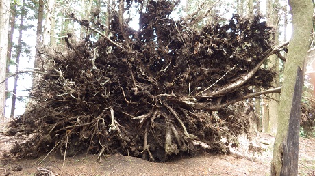 086木の根部分